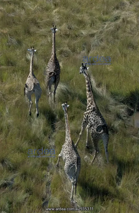 : Southern Giraffe : Southern Giraffe