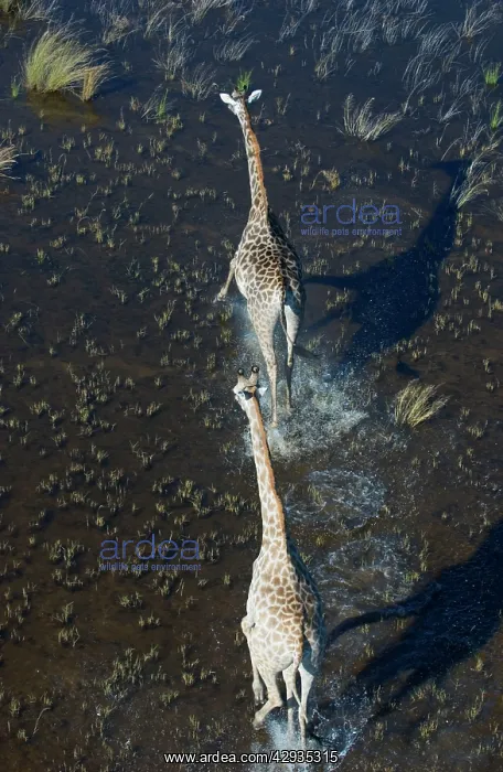 : Southern Giraffe : Southern Giraffe