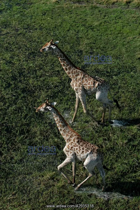 : Southern Giraffe : Southern Giraffe
