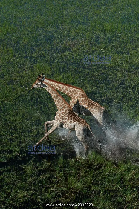 : Southern Giraffe : Southern Giraffe