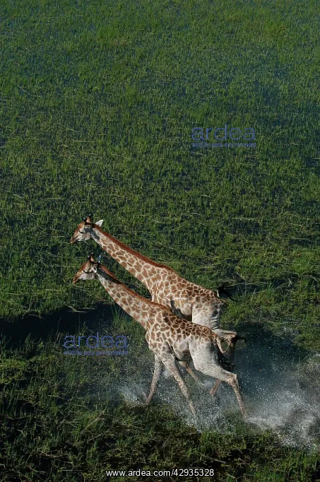 : Southern Giraffe : Southern Giraffe