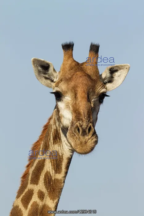 : Southern Giraffe : Southern Giraffe