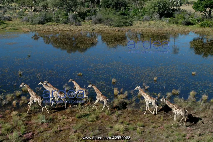 : Southern / Giraffe - Aerial view of Giraffe running : Southern / Giraffe - Aerial view of Giraffe running