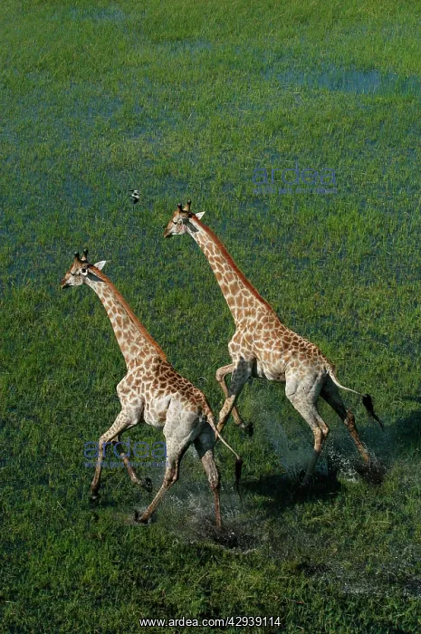 : Southern Giraffe - Aerial view of Giraffe running in water : Southern Giraffe - Aerial view of Giraffe running in water