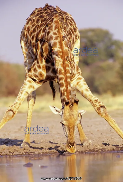 : Southern Giraffe - bending down to drink : Southern Giraffe - bending down to drink