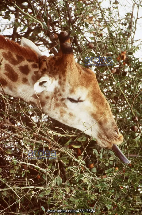 : SOUTHERN GIRAFFE - Bull collecting twigs and leafs : SOUTHERN GIRAFFE - Bull collecting twigs and leafs