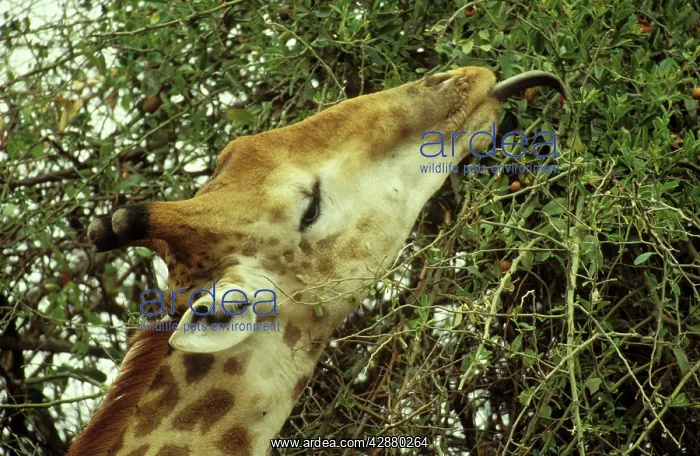 : Southern Giraffe - Bull collects twigs and leaves : Southern Giraffe - Bull collects twigs and leaves