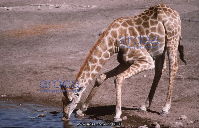 : SOUTHERN GIRAFFE - Bull drinking at waterhole : SOUTHERN GIRAFFE - Bull drinking at waterhole