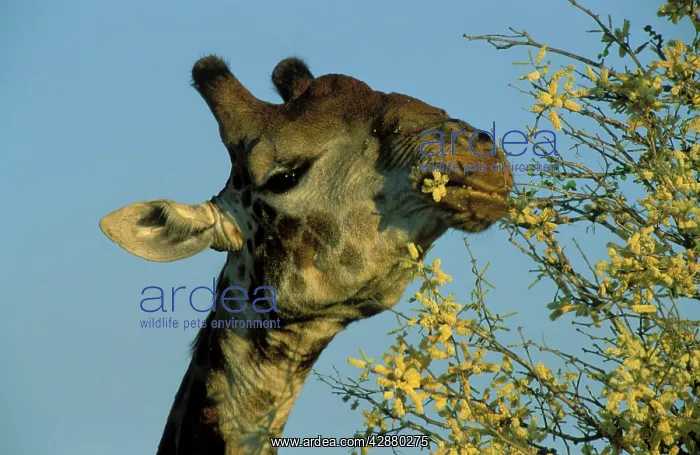 : Southern Giraffe - Bull, feeding on the flowers : Southern Giraffe - Bull, feeding on the flowers
