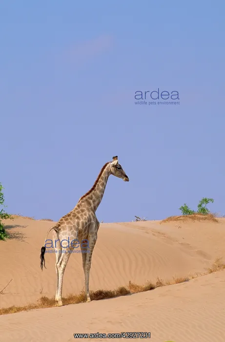 : Southern Giraffe - bull on a sandy bank at the Hoanib River : Southern Giraffe - bull on a sandy bank at the Hoanib River