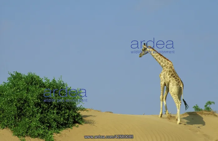 : Southern Giraffe - Climbs a small sand dune at : Southern Giraffe - Climbs a small sand dune at