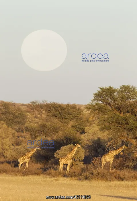 : Southern Giraffe - feeding in the dry Auob riverbed : Southern Giraffe - feeding in the dry Auob riverbed