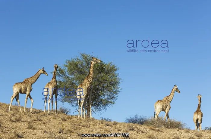 : Southern Giraffe - feeding on a shepherds's tree : Southern Giraffe - feeding on a shepherds's tree