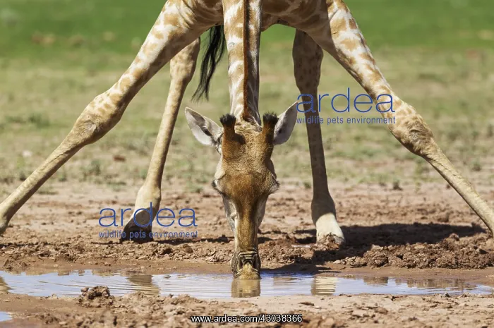 : Southern Giraffe - female - drinking at a rainwater : Southern Giraffe - female - drinking at a rainwater