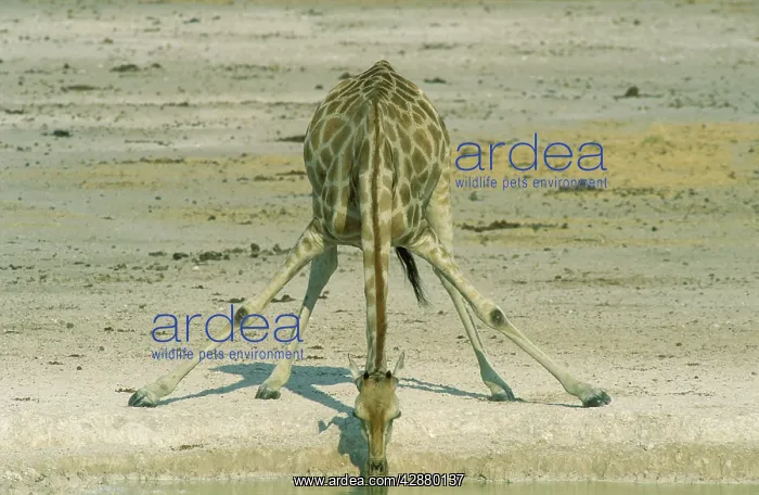 : Southern Giraffe - Female, drinking at a waterhole : Southern Giraffe - Female, drinking at a waterhole