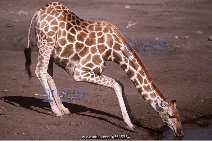 : SOUTHERN GIRAFFE - female drinking at waterhole : SOUTHERN GIRAFFE - female drinking at waterhole