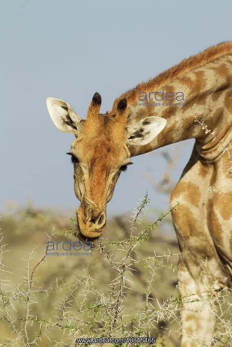 : Southern Giraffe - female - feeding on a Water-thorn : Southern Giraffe - female - feeding on a Water-thorn