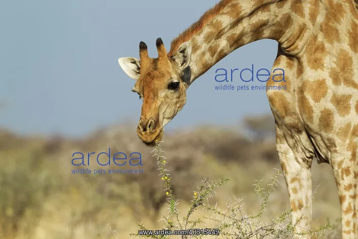 : Southern Giraffe - female - feeding on the yellow : Southern Giraffe - female - feeding on the yellow