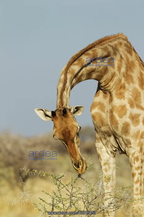 : Southern Giraffe - female - feeding on the yellow : Southern Giraffe - female - feeding on the yellow