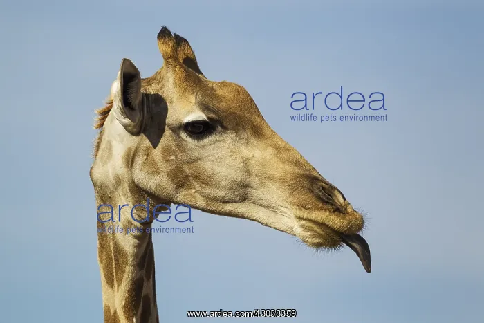 : Southern Giraffe - female sticking out her tongue : Southern Giraffe - female sticking out her tongue