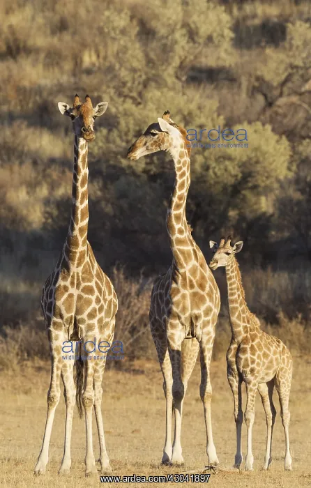 : Southern Giraffe - two females with young - Kalahari : Southern Giraffe - two females with young - Kalahari