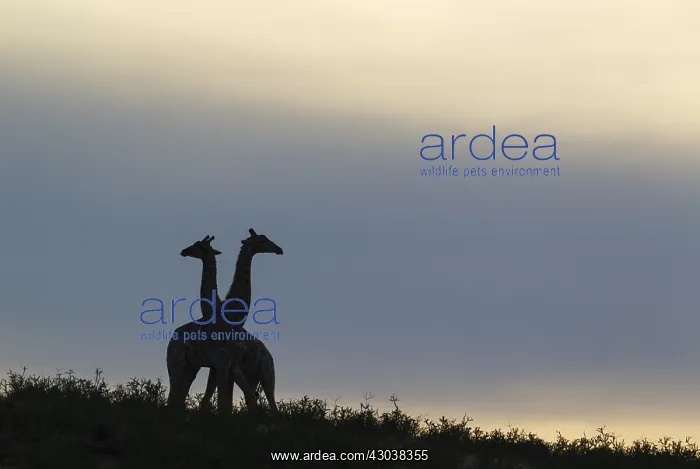 : Southern Giraffe - fighting males at dawn - Kalahari : Southern Giraffe - fighting males at dawn - Kalahari