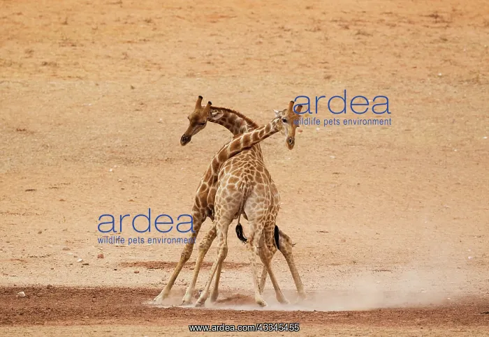 : Southern Giraffe. Fighting males in the dry and : Southern Giraffe. Fighting males in the dry and