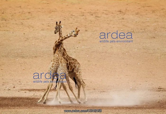 : Southern Giraffe. Fighting males in the dry and : Southern Giraffe. Fighting males in the dry and