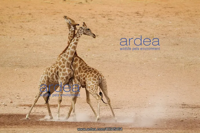 : Southern Giraffe. Fighting males in the dry and : Southern Giraffe. Fighting males in the dry and