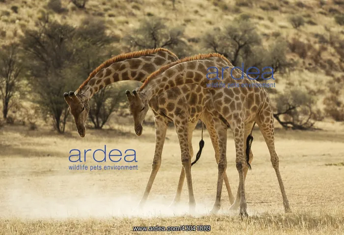 : Southern Giraffe - fighting males in the dry Auob : Southern Giraffe - fighting males in the dry Auob