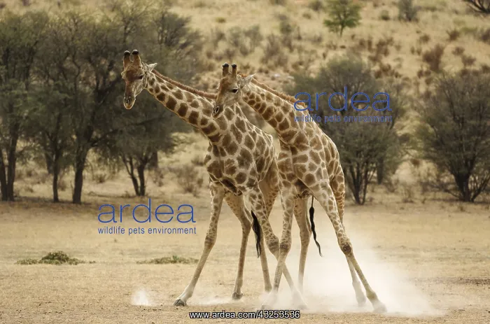 : Southern Giraffe - fighting males in the dry Auob : Southern Giraffe - fighting males in the dry Auob