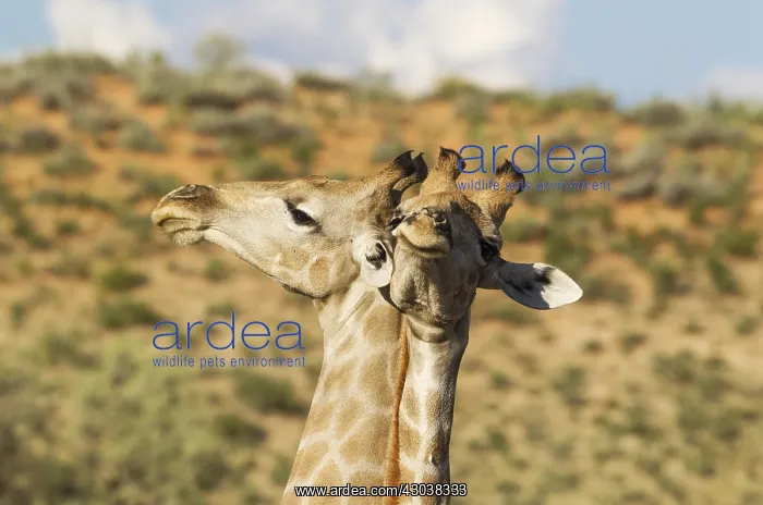 : Southern Giraffe - fighting males - Kalahari Desert : Southern Giraffe - fighting males - Kalahari Desert