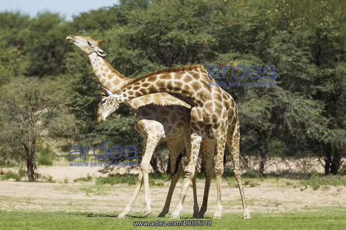 : Southern Giraffe - fighting males - during the rainy : Southern Giraffe - fighting males - during the rainy