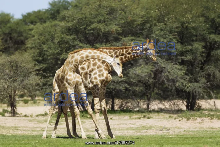 : Southern Giraffe - fighting males - during the rainy : Southern Giraffe - fighting males - during the rainy