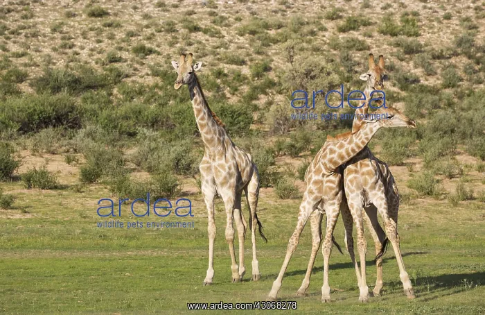 : Southern Giraffe - fighting males - during the rainy : Southern Giraffe - fighting males - during the rainy