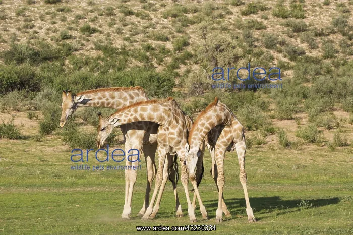 : Southern Giraffe - fighting males - during the rainy : Southern Giraffe - fighting males - during the rainy