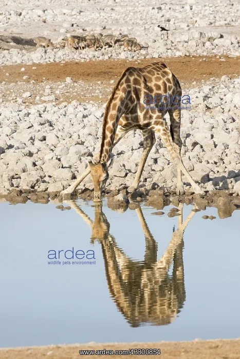 : Southern Giraffe (Giraffa camelopardalis giraff : Southern Giraffe (Giraffa camelopardalis giraff