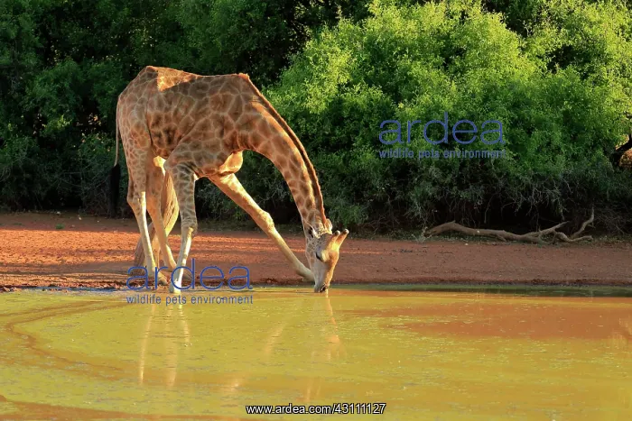 : Southern giraffe (Giraffa camelopardalis giraffa) : Southern giraffe (Giraffa camelopardalis giraffa)