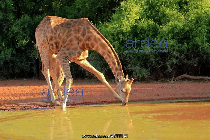 : Southern giraffe (Giraffa camelopardalis giraffa) : Southern giraffe (Giraffa camelopardalis giraffa)