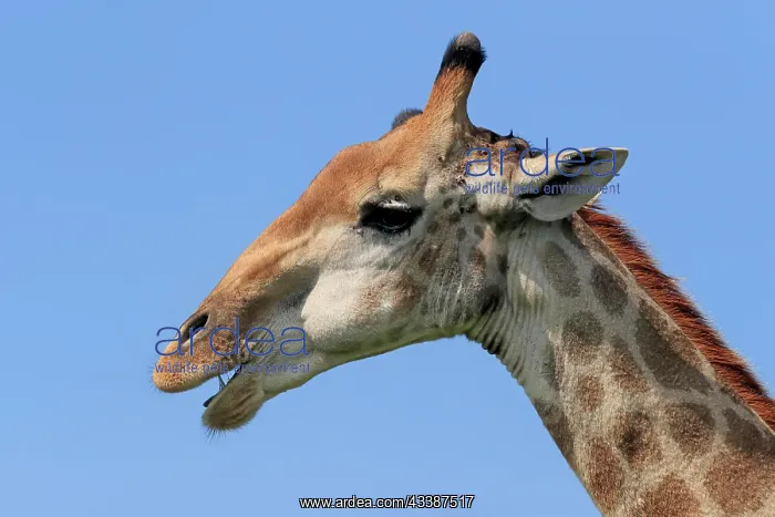 : Southern giraffe (Giraffa camelopardalis giraffa), a : Southern giraffe (Giraffa camelopardalis giraffa), a