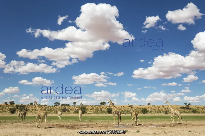 : Southern Giraffe - herd gathered at a rainwater : Southern Giraffe - herd gathered at a rainwater