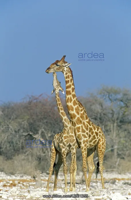 : Southern Giraffe - the larger bull sucks a bone : Southern Giraffe - the larger bull sucks a bone