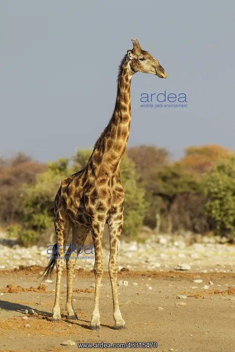 : Southern Giraffe - male : Southern Giraffe - male