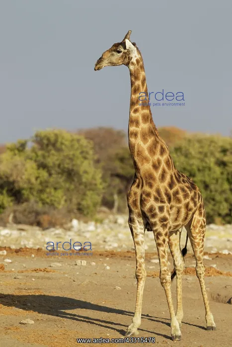 : Southern Giraffe - male : Southern Giraffe - male