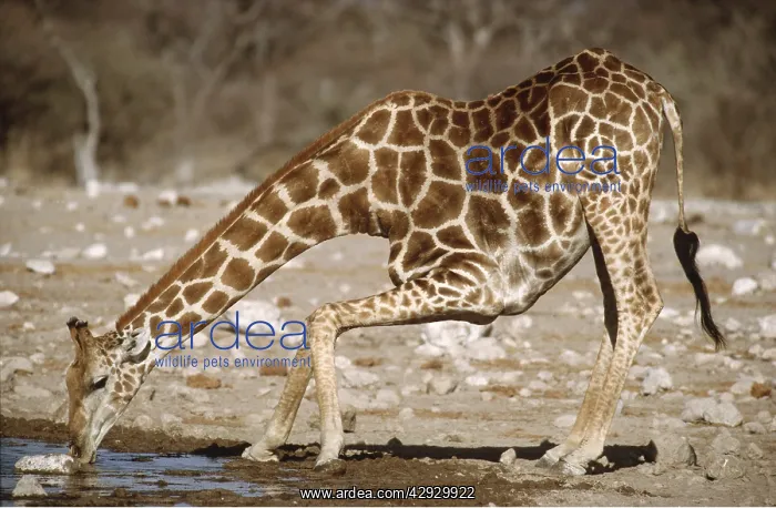 : SOUTHERN GIRAFFE - Male drinking at Klein Namutoni Waterhole : SOUTHERN GIRAFFE - Male drinking at Klein Namutoni Waterhole