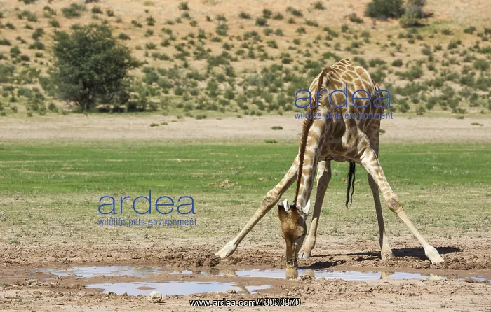 : Southern Giraffe - male - drinking at a rainwater : Southern Giraffe - male - drinking at a rainwater