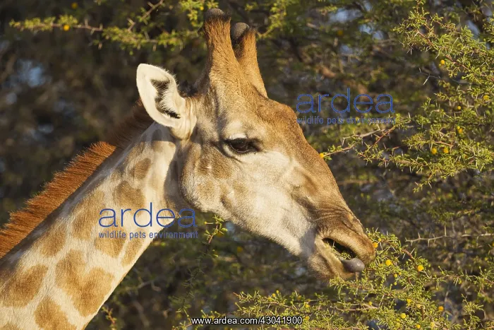 : Southern Giraffe - male - feeding on the leaves : Southern Giraffe - male - feeding on the leaves