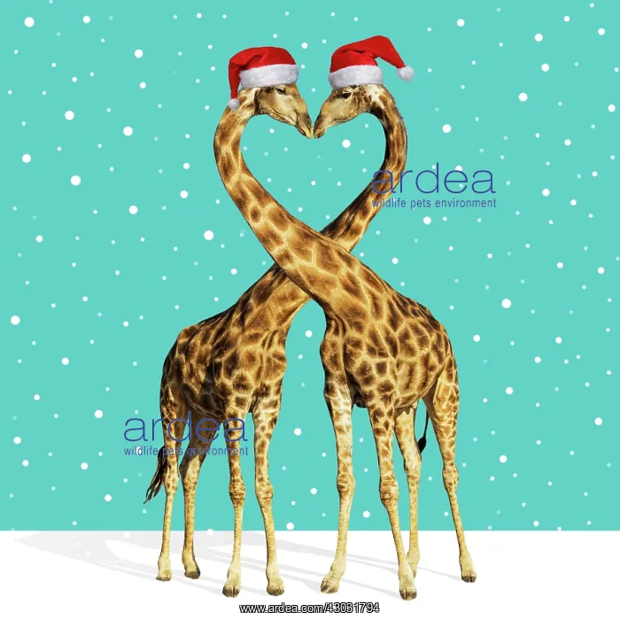 : Southern Giraffe, male and female embracing, kissing : Southern Giraffe, male and female embracing, kissing