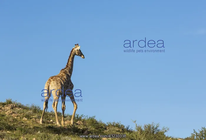 : Southern Giraffe - male - roaming in the evening : Southern Giraffe - male - roaming in the evening