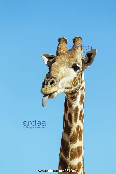 : Southern Giraffe. Male sticking out his tongue : Southern Giraffe. Male sticking out his tongue